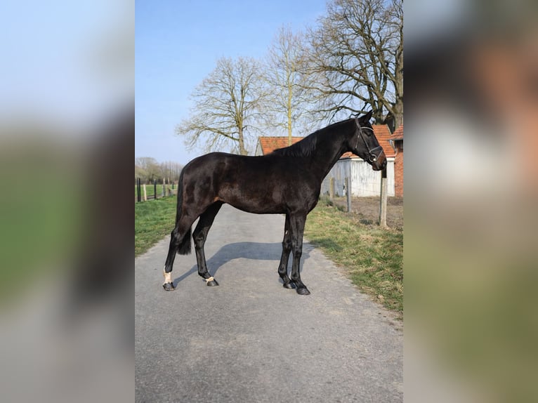 Westfaliano Stallone 2 Anni 160 cm Baio nero in Emsdetten