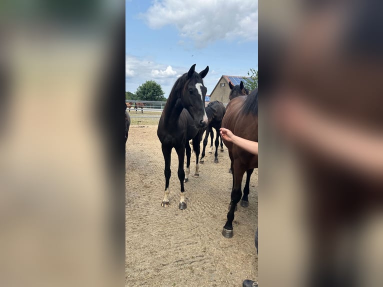 Westfaliano Stallone 2 Anni 160 cm Morello in Herford