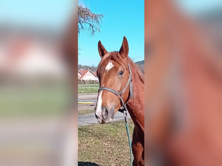 Westfaliano Stallone 2 Anni 160 cm Sauro scuro in Hasbergen