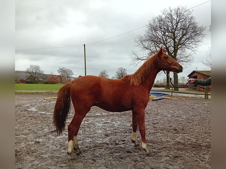 Westfaliano Stallone 2 Anni 160 cm Sauro scuro in Hasbergen