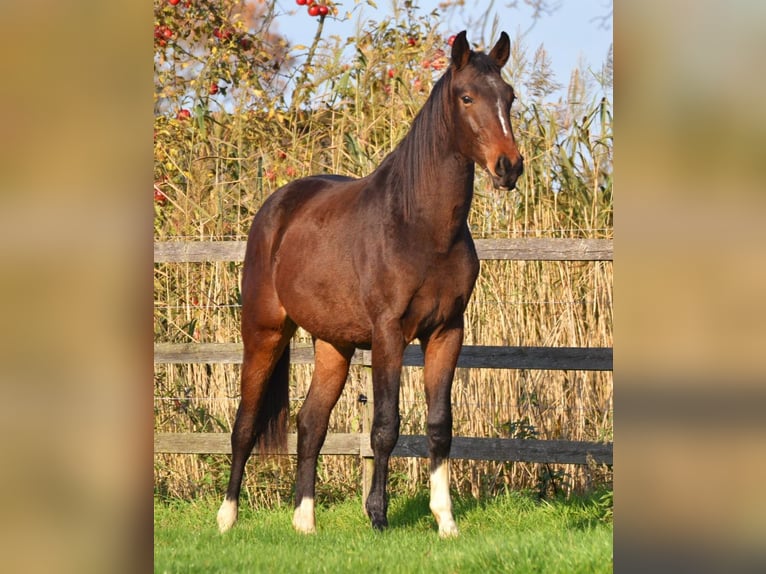 Westfaliano Stallone 2 Anni 161 cm Baio nero in Legden