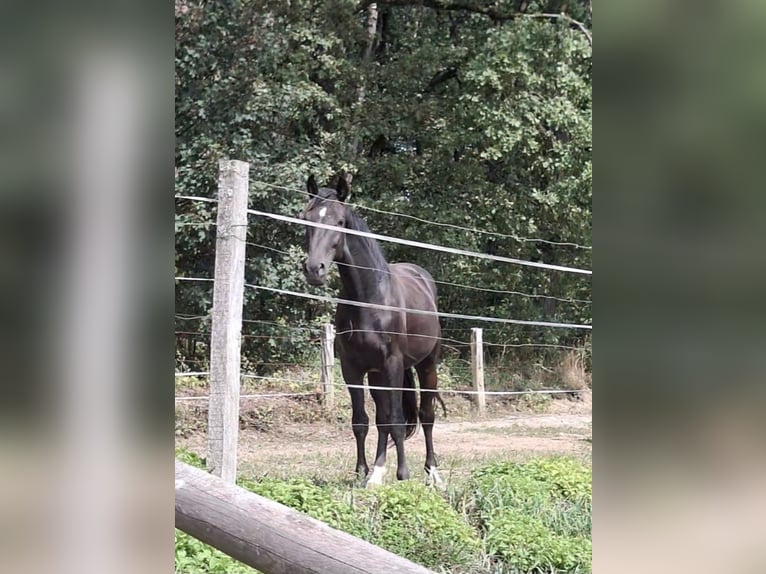 Westfaliano Stallone 2 Anni 161 cm Baio nero in Wenden