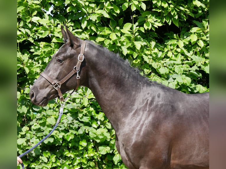 Westfaliano Stallone 2 Anni 161 cm Baio scuro in Dorsten