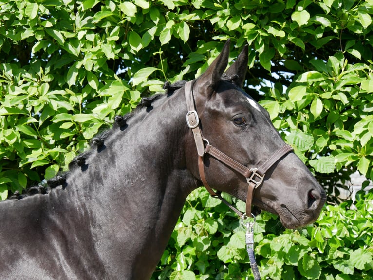 Westfaliano Stallone 2 Anni 161 cm Baio scuro in Dorsten