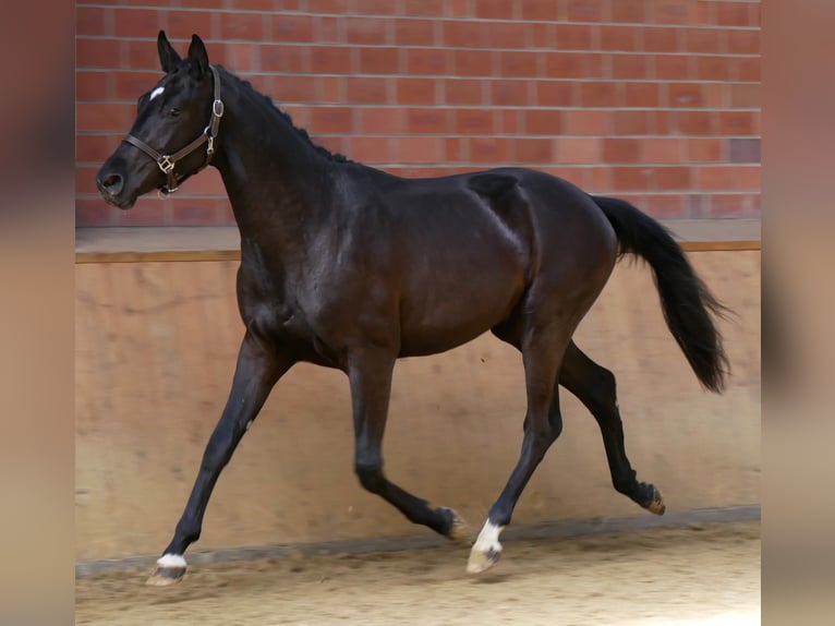 Westfaliano Stallone 2 Anni 161 cm Baio scuro in Dorsten
