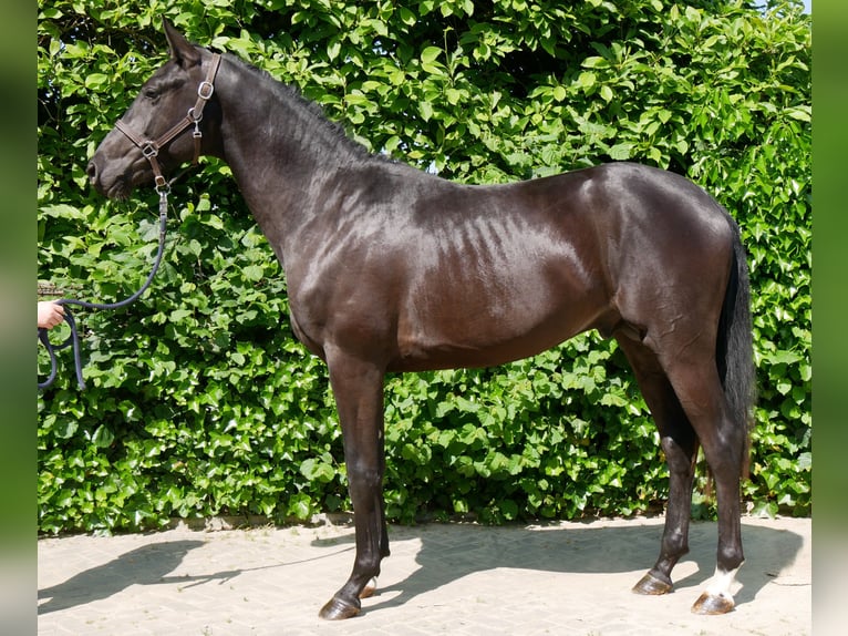 Westfaliano Stallone 2 Anni 161 cm Baio scuro in Dorsten