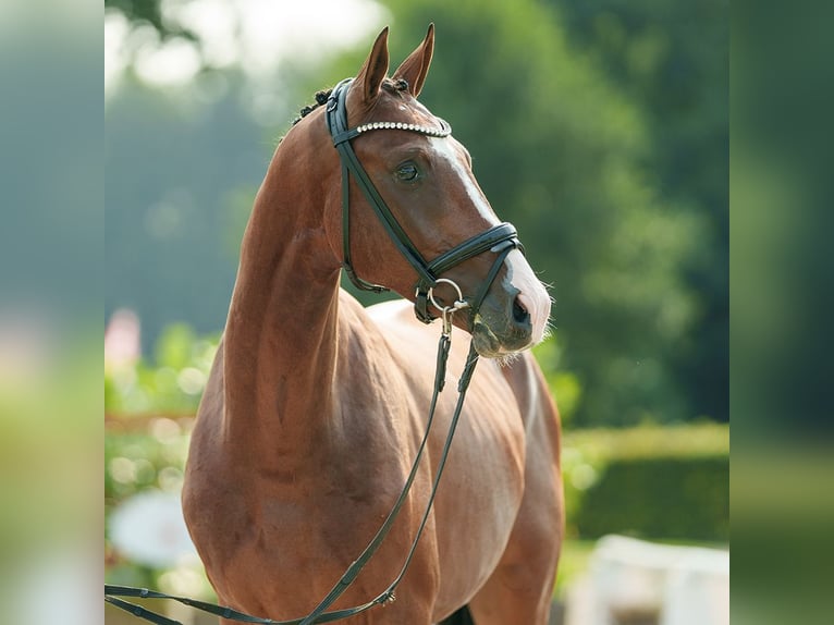 Westfaliano Stallone 2 Anni 163 cm Baio in Münster