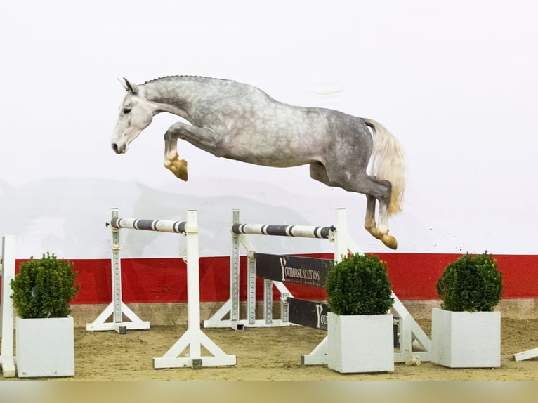 Westfaliano Stallone 2 Anni 163 cm Grigio in Waddinxveen