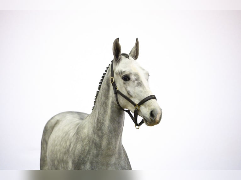 Westfaliano Stallone 2 Anni 163 cm Grigio in Waddinxveen