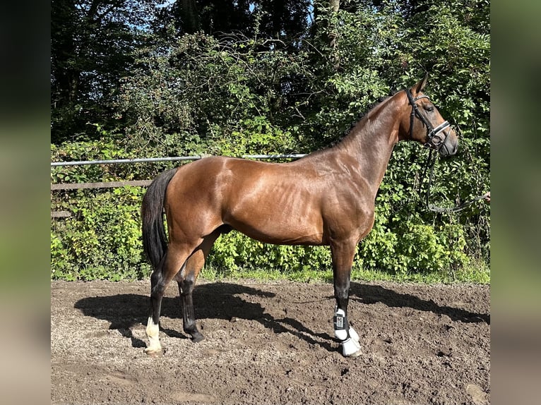 Westfaliano Stallone 2 Anni 164 cm Baio in Schöppingen