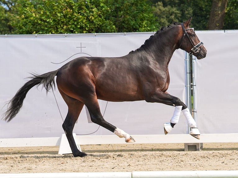 Westfaliano Stallone 2 Anni 165 cm Baio in Münster