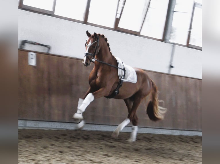 Westfaliano Stallone 2 Anni 165 cm Sauro in Steinfurt