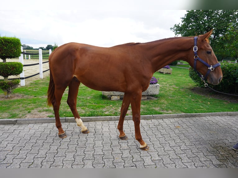 Westfaliano Stallone 2 Anni 165 cm Sauro in Nordwalde