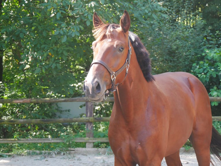 Westfaliano Stallone 2 Anni 166 cm in Dorsten