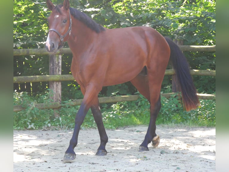 Westfaliano Stallone 2 Anni 166 cm in Dorsten