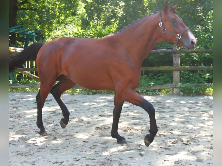 Westfaliano Stallone 2 Anni 166 cm in Dorsten