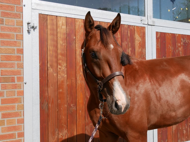 Westfaliano Stallone 2 Anni 166 cm in Dorsten