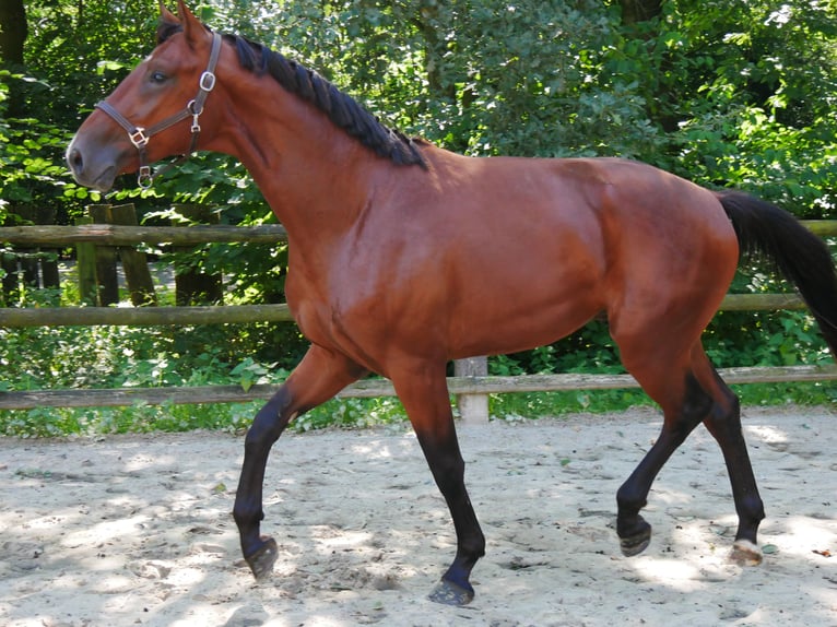 Westfaliano Stallone 2 Anni 166 cm in Dorsten