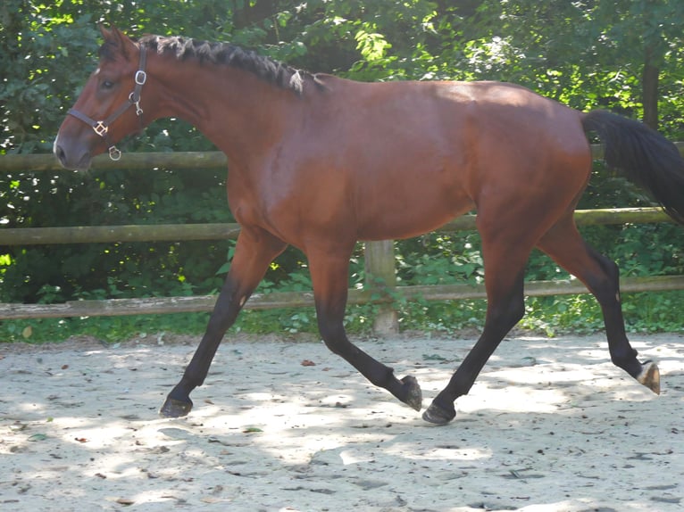 Westfaliano Stallone 2 Anni 166 cm in Dorsten