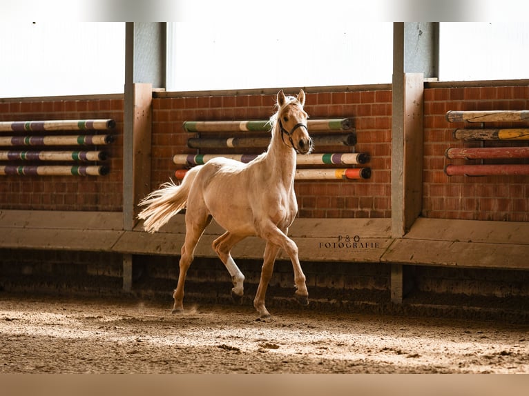 Westfaliano Stallone 2 Anni 166 cm Palomino in Marl