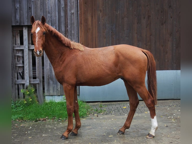 Westfaliano Stallone 2 Anni 166 cm Sauro in Wesel