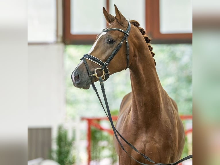 Westfaliano Stallone 2 Anni 167 cm Baio in Mnster-Handorf