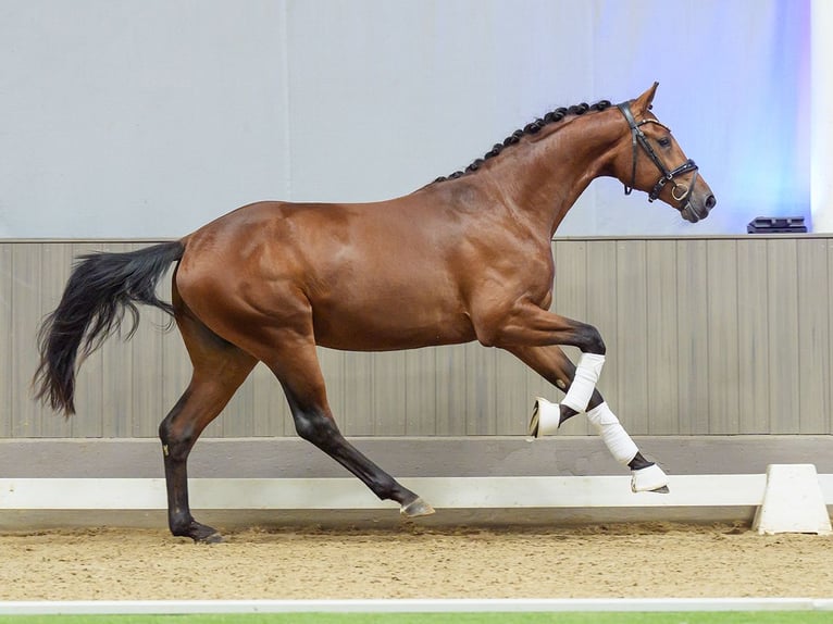 Westfaliano Stallone 2 Anni 167 cm Baio in Mnster-Handorf