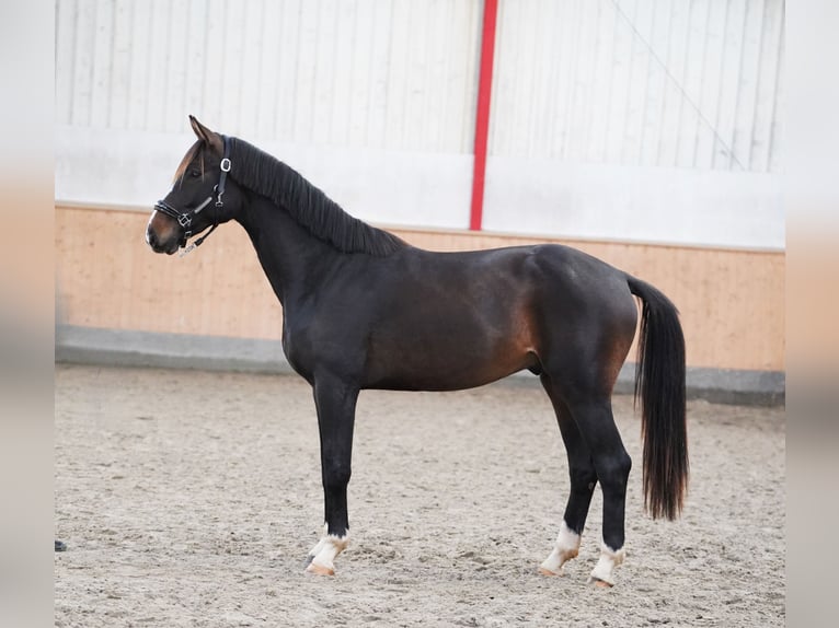 Westfaliano Stallone 2 Anni 167 cm Baio scuro in Hohenfelde