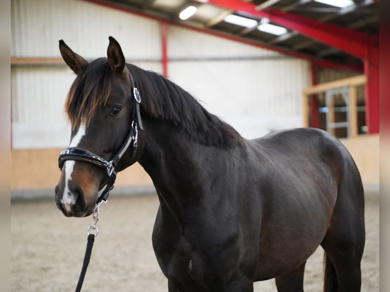 Westfaliano Stallone 2 Anni 167 cm Baio scuro in Hohenfelde