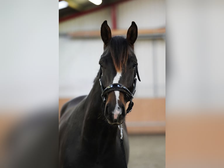 Westfaliano Stallone 2 Anni 167 cm Baio scuro in Hohenfelde