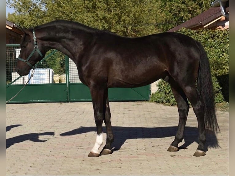 Westfaliano Stallone 2 Anni 168 cm Baio in Murska Soboda