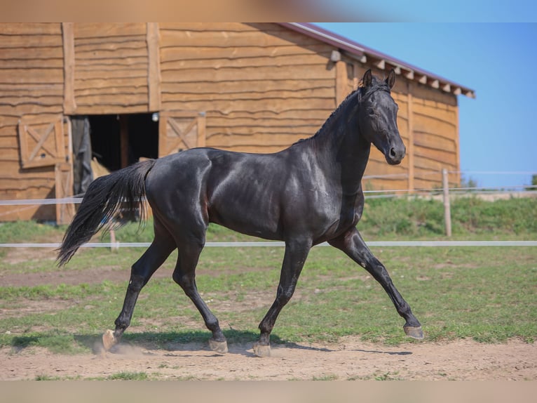 Westfaliano Stallone 2 Anni 168 cm Morello in Ostróda