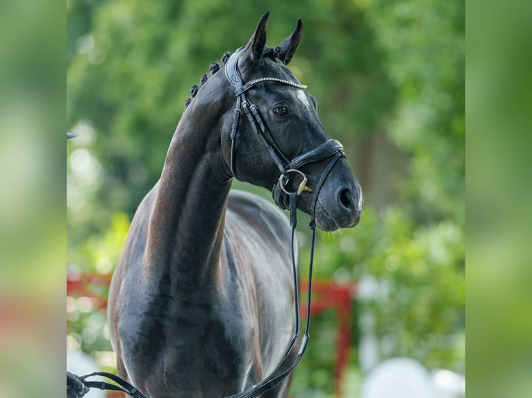 Westfaliano Stallone 2 Anni 168 cm Morello in Münster