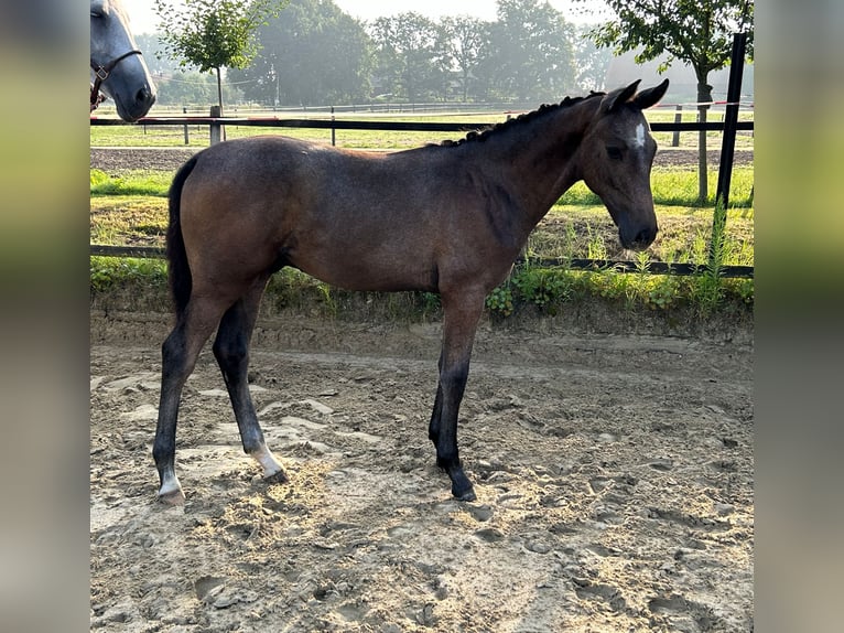 Westfaliano Stallone 2 Anni 170 cm Grigio in Harsewinkel