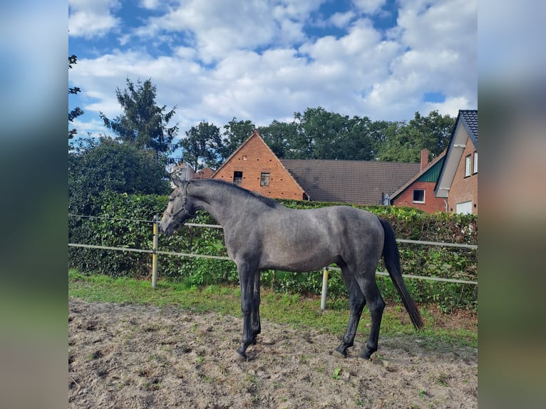 Westfaliano Stallone 2 Anni 170 cm Grigio in Delbr&#xFC;ck