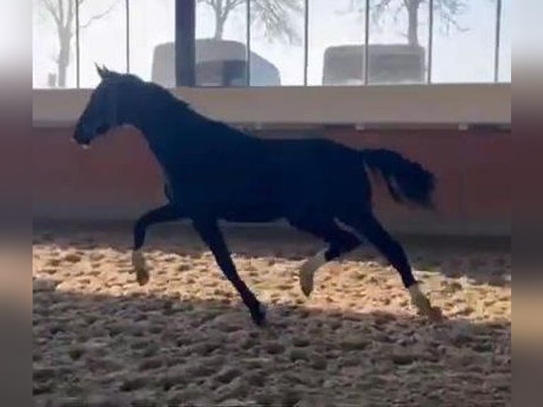 Westfaliano Stallone 2 Anni 170 cm Morello in Telgte