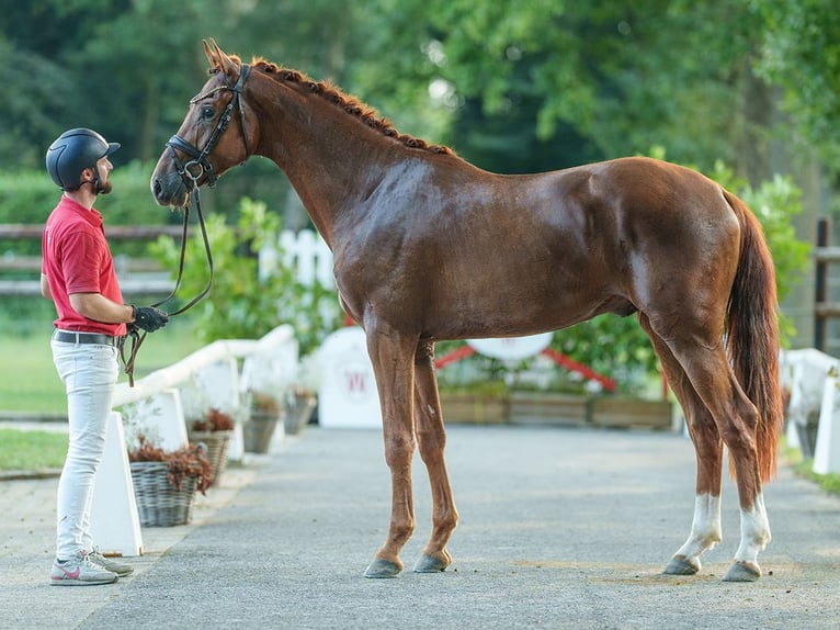 Westfaliano Stallone 2 Anni 170 cm Sauro in Münster