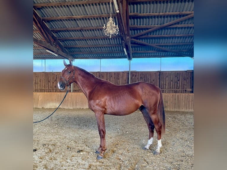Westfaliano Stallone 2 Anni 170 cm Sauro in Dornburg