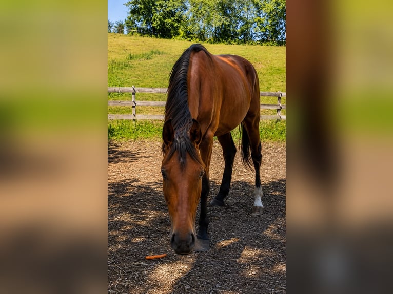 Westfaliano Stallone 2 Anni 173 cm Baio in Bad Griesbach im Rottal
