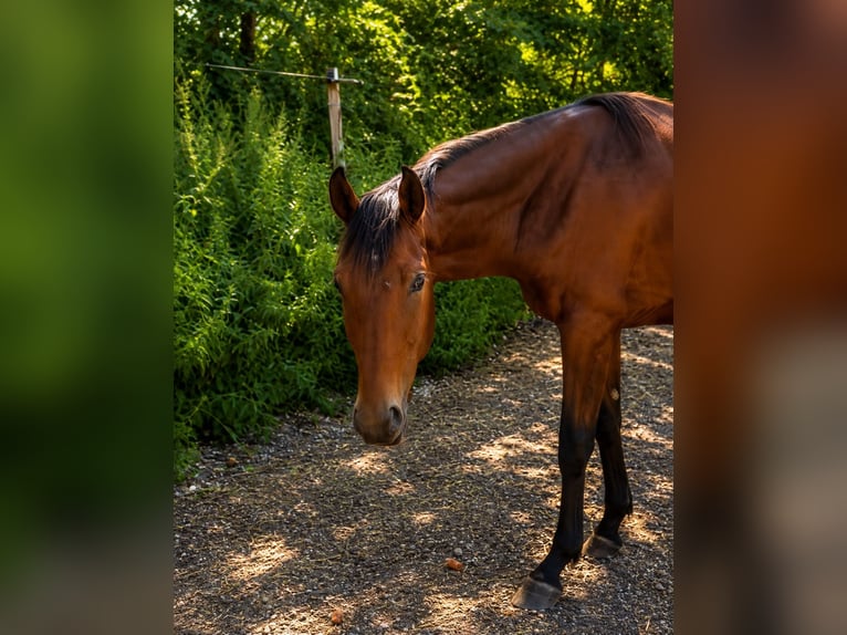 Westfaliano Stallone 2 Anni 173 cm Baio in Bad Griesbach im Rottal