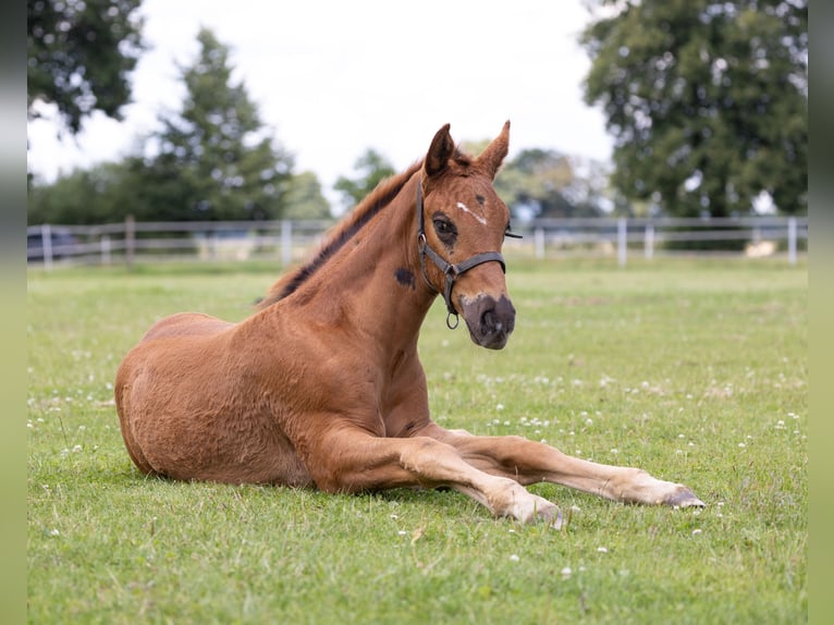 Westfaliano Stallone 2 Anni 173 cm Sauro scuro in Bergisch Gladbach