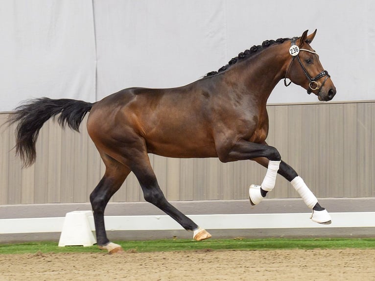 Westfaliano Stallone 2 Anni Baio in Münster-Handorf