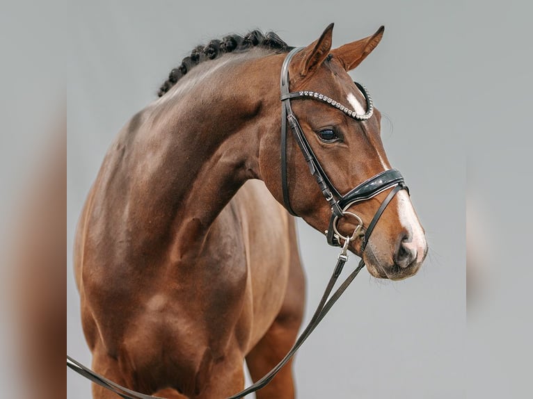 Westfaliano Stallone 2 Anni Baio in Münster-Handorf