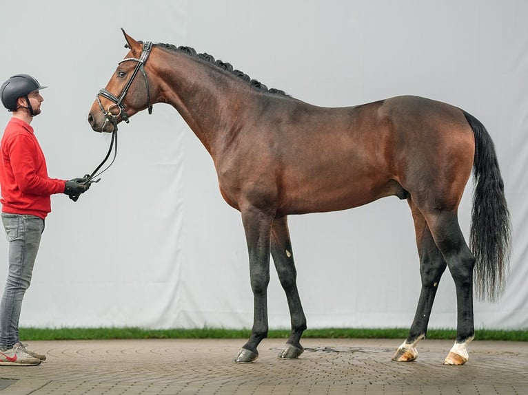 Westfaliano Stallone 2 Anni Baio in Münster-Handorf