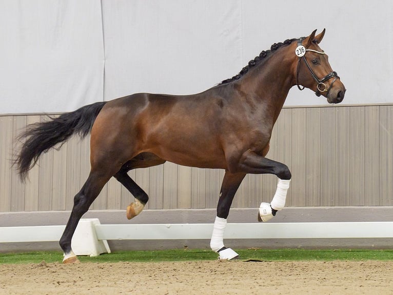 Westfaliano Stallone 2 Anni Baio in Münster-Handorf