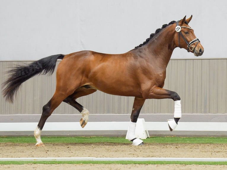 Westfaliano Stallone 2 Anni Baio in Münster-Handorf