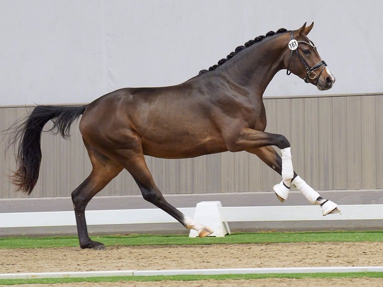 Westfaliano Stallone 2 Anni Baio in Münster-Handorf