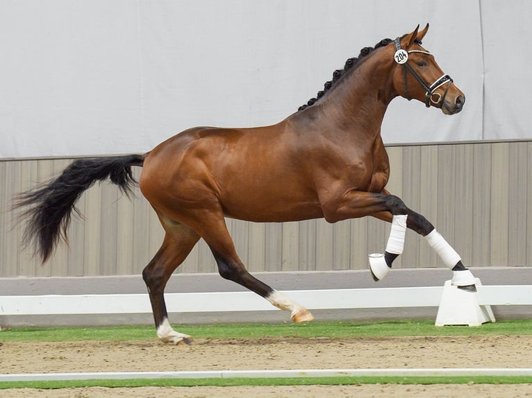 Westfaliano Stallone 2 Anni Baio in Münster-Handorf