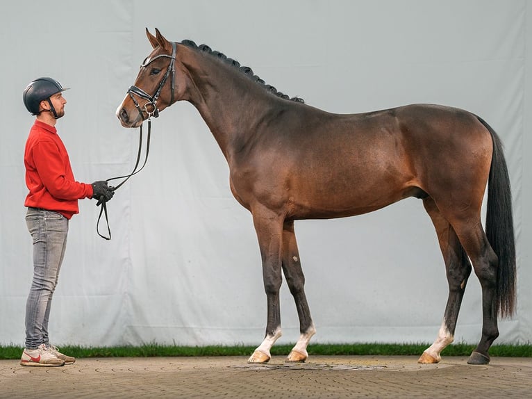 Westfaliano Stallone 2 Anni Baio in Münster-Handorf