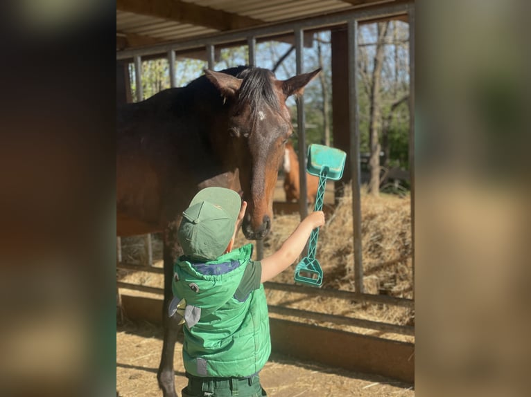 Westfaliano Stallone 2 Anni Baio in Wenden
